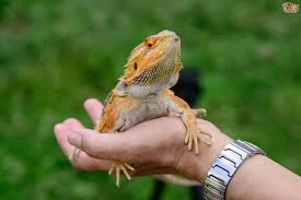 Snakes can live 15 to 35 years, depending on the species. 10 Great Reasons Why Reptiles Make Good Pets Pets4homes