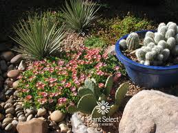 Image result for Delosperma mahonii