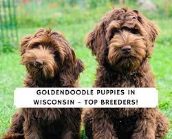 This breed has seen an increase in popularity recently as people love the hypoallergenic properties any breed mixed with a poodle can possess. Goldendoodle Puppies In Wisconsin Top 5 Breeders 2021 We Love Doodles