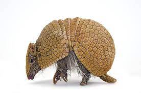 A Southern Three Banded Armadillo By Joel Sartore Armadillo Animals Joel Sartore