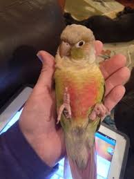 Bird And Pet Clinic Of Roseville Hours Joy Is Spending Time With My Sweet Pineapple Conure Louie Conure Bird Pet Birds Pineapple Conure