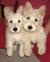 White Westie Scottish Terrier
