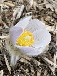 Check spelling or type a new query. My March Blooming Illinois Native Plants An Acre Of Nature