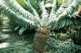 Image result for Encephalartos schmitzii