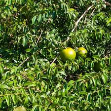 Image result for Strychnos innocua