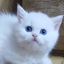 Beyaz Yavru Kedi Mavi Gozlu Fiyatlari