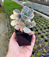 Image result for Kalanchoe fedtschenkoi