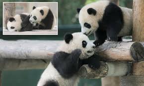 How to get free detective panda in free fire,and any pet screen,finally got detective panda hallo friends welcome to our. Baby Pandas Get Their Names As They Turn Six Months Old Daily Mail Online