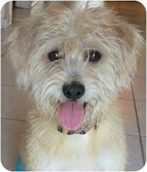 The schnauzer terrier mix tends to have some of the distinctive schnauzer bearding on their muzzle, and a medium length coat. Humfrey Adopted Dog Plainfield Il Cairn Terrier Wheaten Terrier Mix Terrier Mix Breeds Terrier Mix Dogs Cairn Terrier Mix