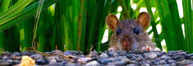 Chinesisches Sternzeichen Ratte Chinesisches Sternzeichen Ratte Ratten Chinesische Tierkreiszeichen