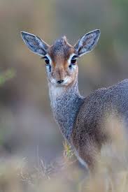 Image result for Vigna kirkii