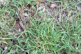 Image result for Digitaria pulchra