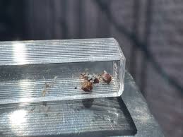 Teppichkäfer larven im bett was tun bei larven im bett tiere insekten käfer habe larve im bett aber welche umfrage abstimmung speckkäfer larven im schlafzimmer ungeziefer speckkäfer larven im. Bettwanzen Schlafzimmer Bettwanzen Im Bett Bettgestell