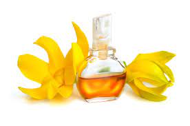 Mixing it with a carrier oil is the best way to carry its benefits to your skin, body and hair! Benefits Of Ylang Ylang Essential Oil For Hair Scratch Mommy