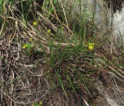 Image result for Bulbine asphodeloides