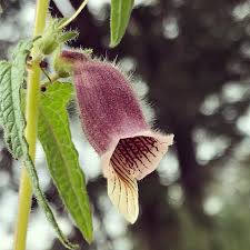 Image result for Ceratotheca sesamoides