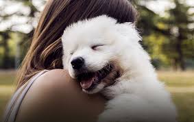 Compare the top pet insurance and find the one that's best for you. Dog Insurance With Trupanion Health Coverage For Dog Injury Illness