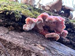 Image result for Merulius incarnatus