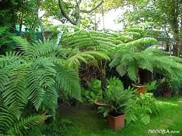 Growingontheedge Net View Topic Tree Ferns After 40 Years In 2021 Cottage Garden Plants Garden Sheds Uk Shade Garden
