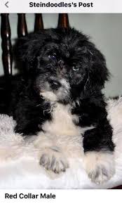 Catahoula leopard dog puppy for sale near michigan, pullman, usa. Aussiedoodle Puppies Of Riley Steiner In Aussiedoodles Michigan Facebook