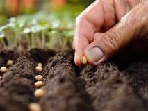 How soon can you plant fresh seeds?