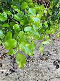 Image result for Intsia