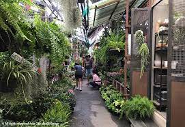 These artificial plants bangkok are customizable and available in all plant varieties. Bring Nature Into Your Home With Bangkok S Best Plant Markets Bk Magazine Online