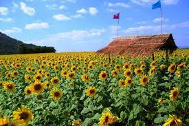Perjalanan dari bangkok ke lopburi memakan waktu. Pakej My Lopburi Sunflower Fields Lopburi Adalah Ladang Facebook