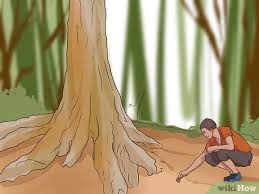 Check spelling or type a new query. 3 Ways To Find Truffles Wikihow