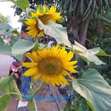 Harga bibit benih biji tanaman hias bunga matahari mini/kecil 50pcs. Jual Tanaman Hias Bunga Matahari Jakarta Utara Bunganurseri Tokopedia