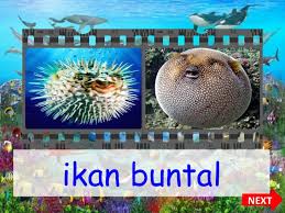 Kumpulan gambar tentang kehidupan di laut, klik untuk melihat koleksi gambar lain di kibrispdr.org. Hidupan Laut