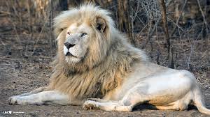 Baby White Lion Desktop Wallpaper Lion Hd Wallpaper For Pc 1920x1080 Download Hd Wallpaper Wallpapertip A collection of the top 59 1920x1080 full hd wallpapers and backgrounds available for download for free. baby white lion desktop wallpaper
