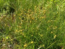 Image result for Carex leptosaccus