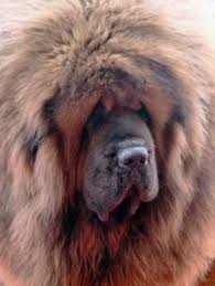 Cu banii nu poti cumpara fericirea, dar iti poti achizitiona cel mai bun prieten. Cel Mai Scump Caine Din Lume Peste 1 Milion De Euro Galerie Foto Mobile