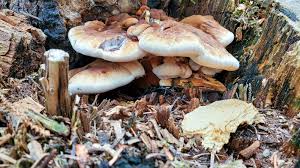 Image result for Ischnoderma resinosum