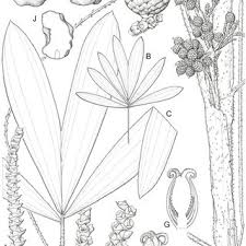 Image result for Eremospatha cuspidata