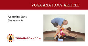 It improves spinal flexibility and realigns the vertebral column. Adjusting Janu Sirsasana A Yoganatomy