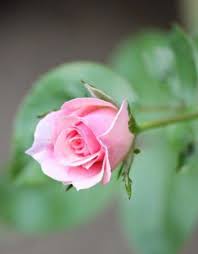 Pin By Natalya Samsung On 1 A File General In 2020 Beautiful Rose Flowers Beautiful Roses Flower Background Iphone