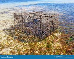 蓝色热带天空下加勒比海碧绿的海水中的渔笼. 法属安的列斯群岛的笼鱼和低潮库存照片- 图片包括有渔场, 海洋:
