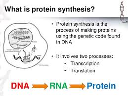 Protein synthesis requires the assistance of several elongation factors that guide each step. Demo Presentation Protein Synthesis Xander Jon Siose