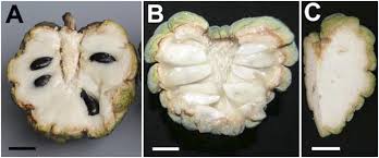 We did not find results for: Seedless Fruits And The Disruption Of A Conserved Genetic Pathway In Angiosperm Ovule Development Pnas