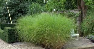 Chinaschilf Miscanthus Sinensis Gracillimus Kaufen Bambusborse