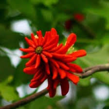 Image result for Erythrina livingstoniana
