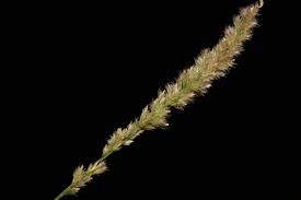 Image result for Eragrostis phyllacantha