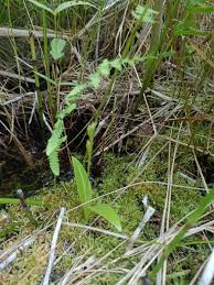 Image result for Liparis mulindana