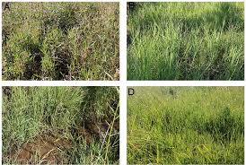 Image result for Leptocarydion vulpiastrum