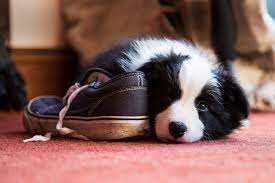 Puppy Senses When Can A Puppy See Smell And Hear