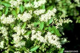 Image result for Ligustrum sinense