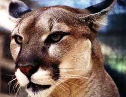 This page offers information about the florida state animal, the florida panther (puma concolor coryi), and its. Florida State Facts White Sands Beach Resort