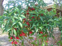 Image result for Ardisia
